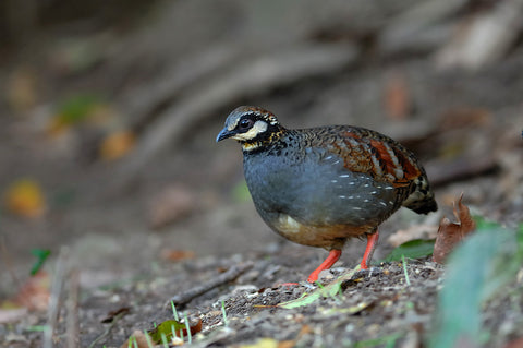 蘇格蘭進口野生鷓鴣  Wild Partridge from  Scotland